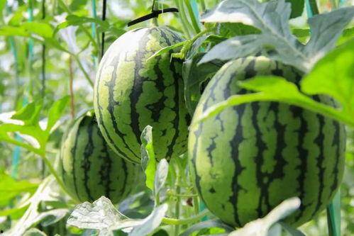 51朝阳吃瓜群众 吃瓜网站能打开的网站免费,免费畅游吃瓜网站的奥秘